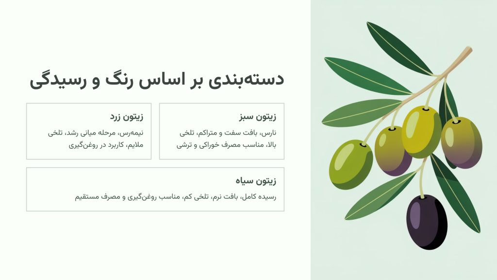 دسته بندی زیتون بر اساس رنگ