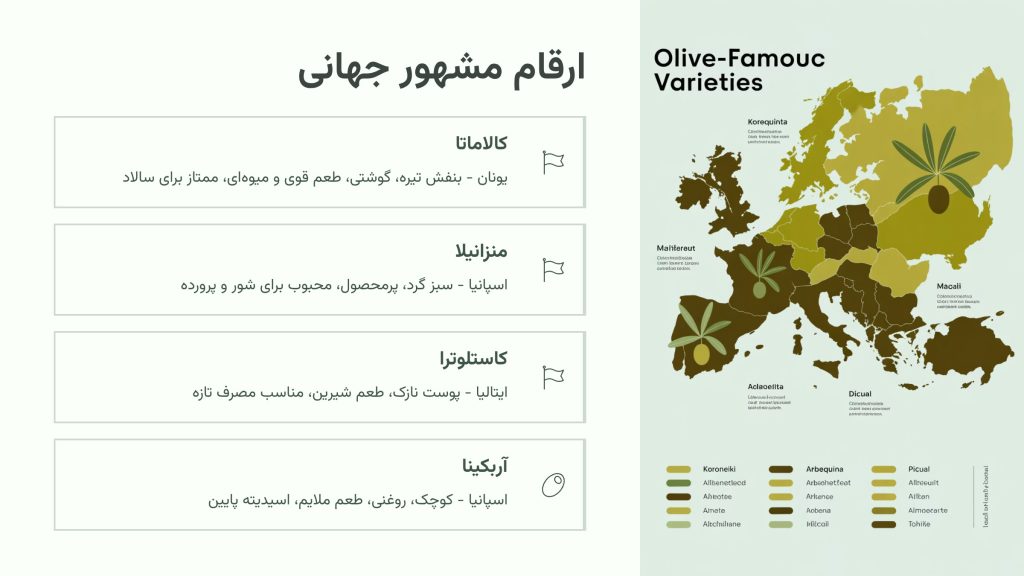 انواع زیتون در جهان